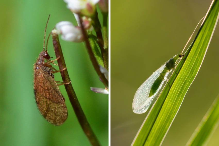 5 Ways To Attract Aphid-Loving Lacewings To Your Garden | The Seed ...